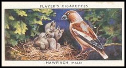 19 Hawfinch